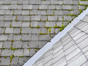 Roof Mold vs. Algae: How To Tell Them Apart